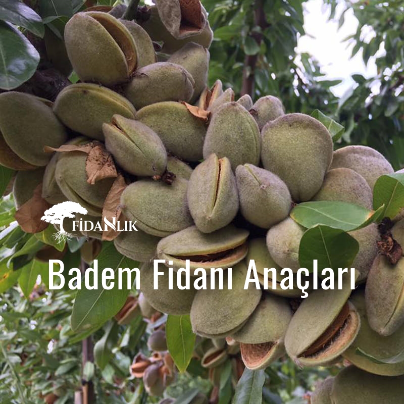 Badem Fidanı Anaçları