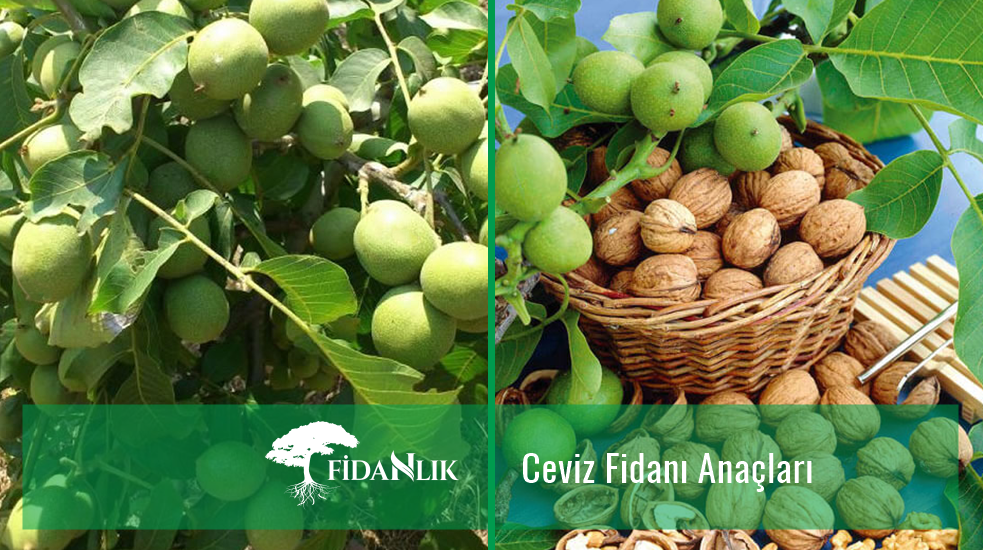 Ceviz Fidanı